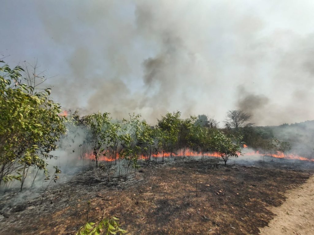 Thousands of trees were burnt in Asansol due to mischievous violence