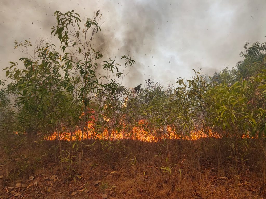 Thousands of trees were burnt in Asansol due to mischievous violence