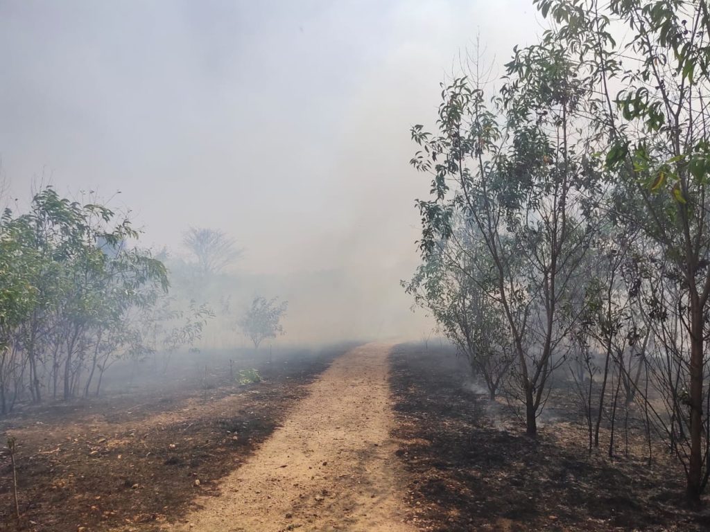 Thousands of trees were burnt in Asansol due to mischievous violence