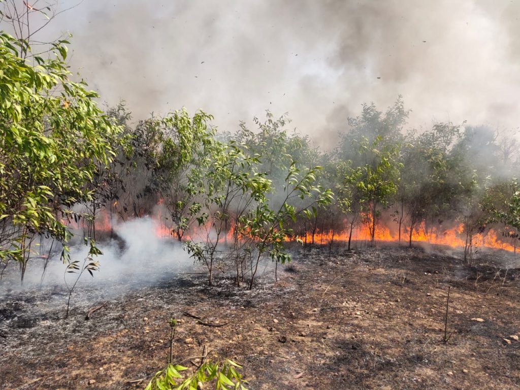 Thousands of trees were burnt in Asansol due to mischievous violence