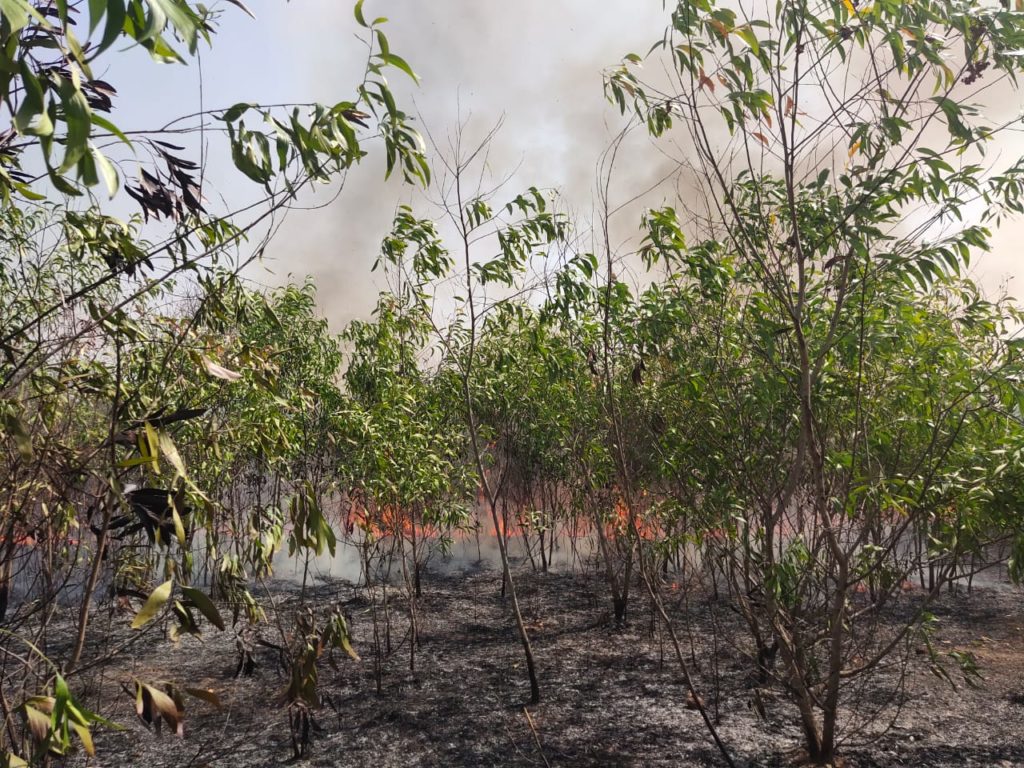 Thousands of trees were burnt in Asansol due to mischievous violence